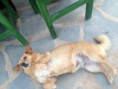 /album/fotogalleri/hund-jpeg/